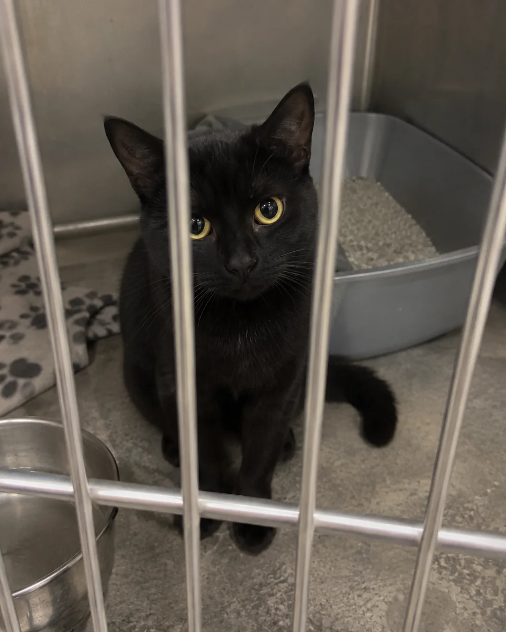 Cat adoption photos, out of the cage — before