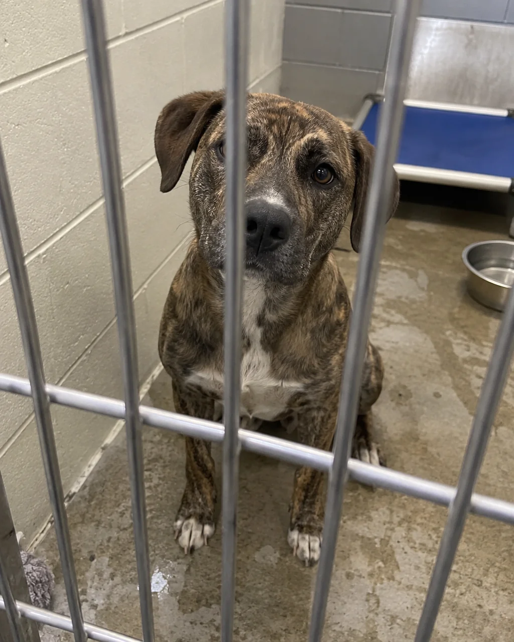 Adoption photos that get dogs homes — before